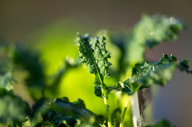 kale seedlings vegetables growing on a farm frost and ice on the cold soil and plants on a winter's morning