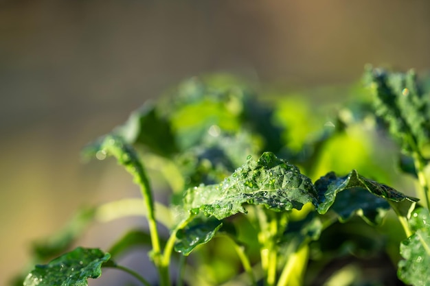 kale seedlings vegetables growing on a farm frost and ice on the cold soil and plants on a winter's morning