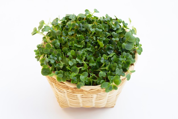 Kale sprouts on white background