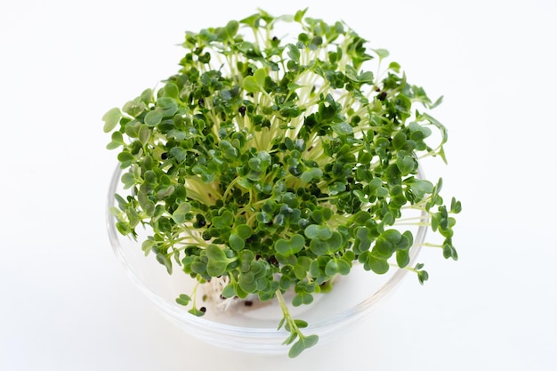 Kale sprouts on white background