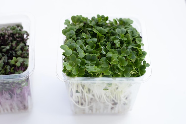 Kale sprouts with red cabbage sprouts on white background