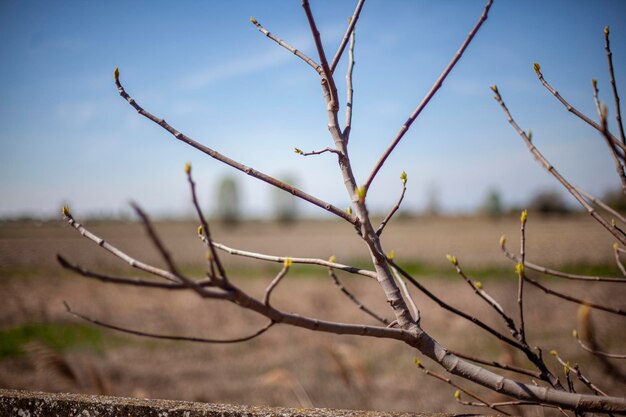 Kale twijgen en landschap op het platteland Afbeelding met selectieve focus