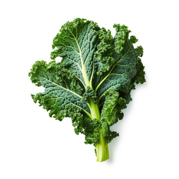 Kale Vegetable isolated on white background