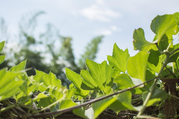 Kalebasplant met blauwe lucht in de tuin