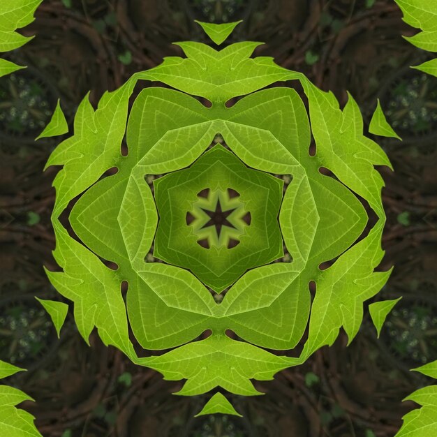 A kaleidoscope of leaves is made up of a kaleidoscope