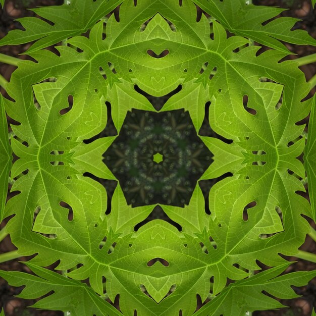 A kaleidoscope of leaves is made up of a kaleidoscope.