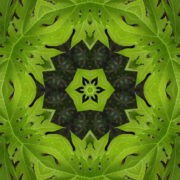 A kaleidoscope of leaves is made up of a kaleidoscope.