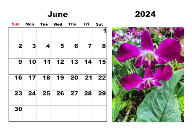 Foto kalender voor juni 2024 met een foto van tropische bloemen