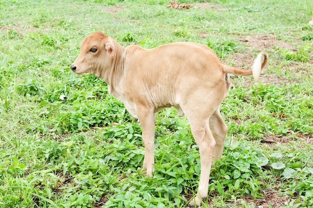 Kalf bij het grasveld