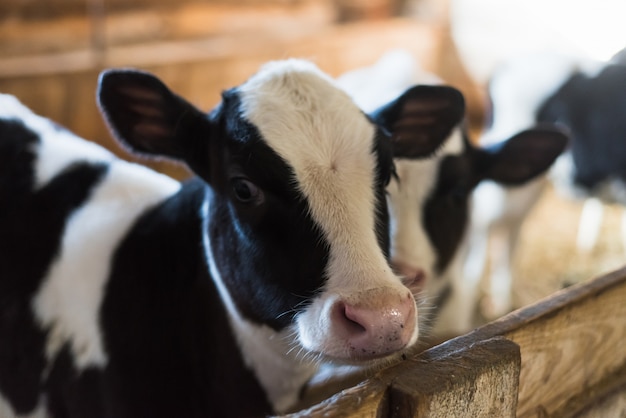 Kalf op de boerderij. Op de boerderij is een schattige babykoe. Veel hooi