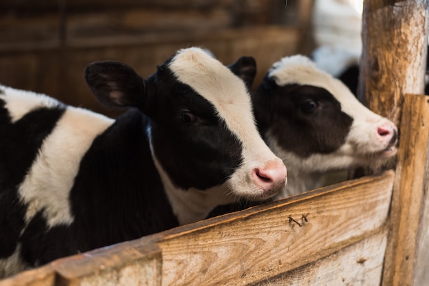 Kalf op de boerderij. op de boerderij is een schattige babykoe.