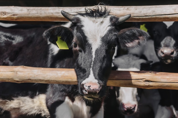 Foto kalf op een landelijke boerderij in een stal.