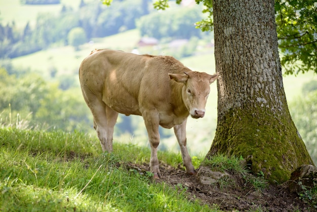 Kalfsvlees in de weiden