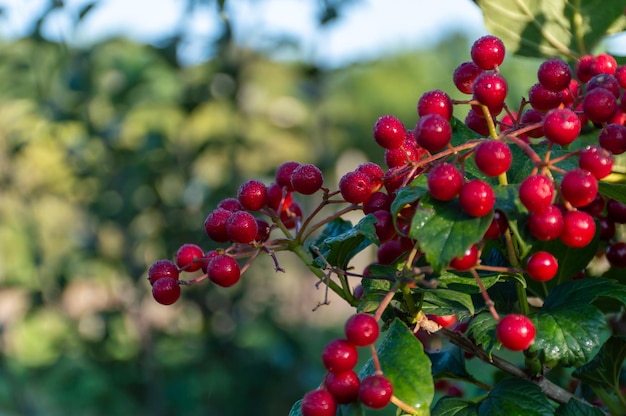 Kalina is a red berry with a large flat stone