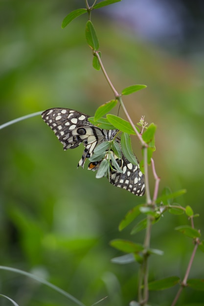 Kalk vlinder op de plant