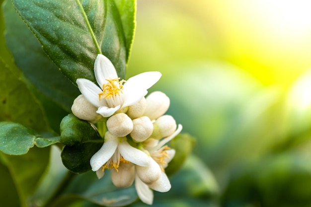 Kalkbloemen citroenbloesem op boom tussen groene bladeren vage achtergrond bergamotbloem