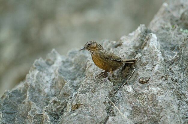 Kalksteen wren-babbler, rufous kalksteen-babbelaar