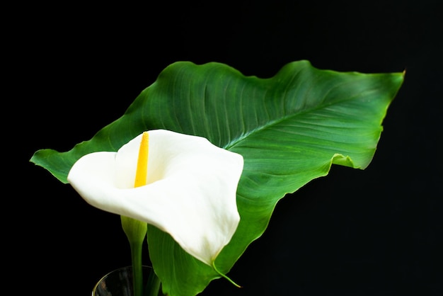 Белый цветок каллы на черном фоне, белый цветок на черном фоне.