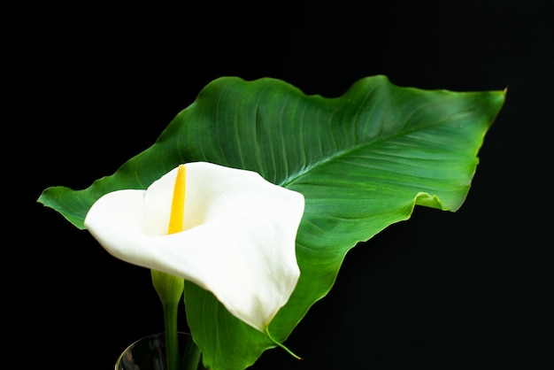 カラの花白い黒い背景のカラの花ブラックコピースペースの大きな白い花