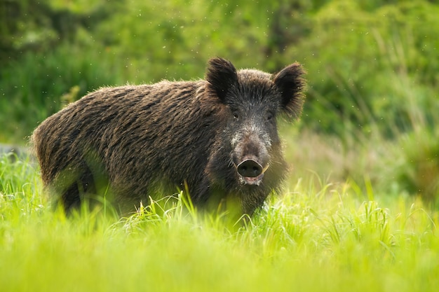 Kalm everzwijn dat zich in groen gras bevindt