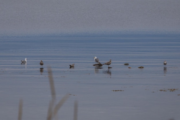 Kalme landschapsvogels op de achtergrond van het minimalisme van de zee