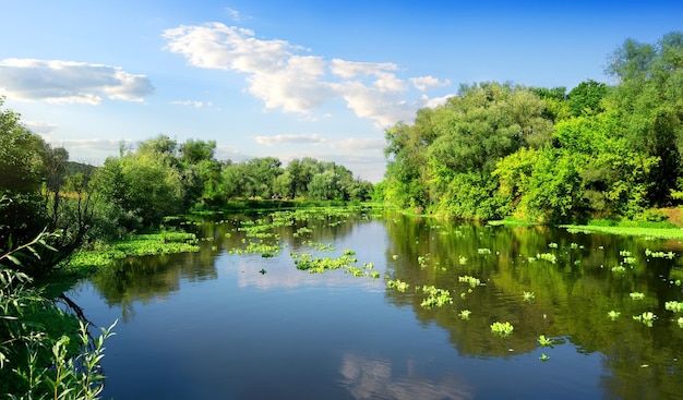 Kalme rivier en groen bos op zonnige dag