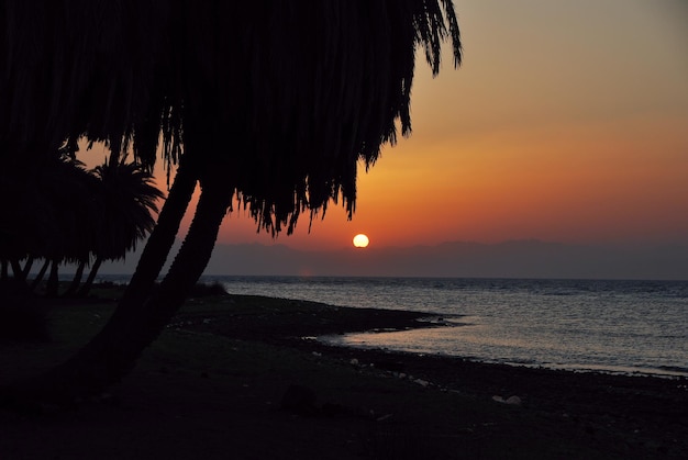 Kalme zee en palmbomen op het strand bij zonsopgang