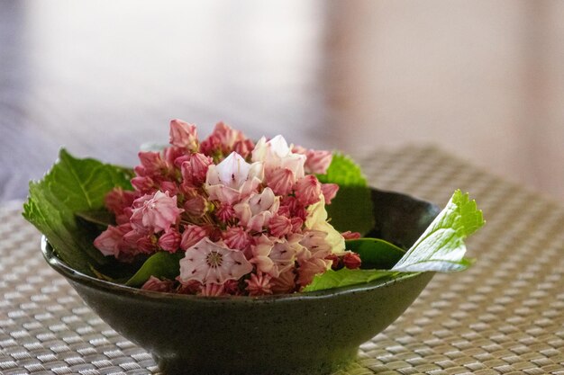 Foto kalmia nella ciotola