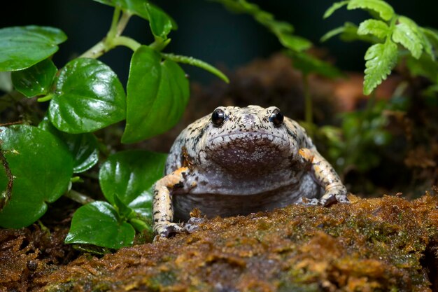 Kaloula baleata toad closeup on moss Indonesian toad