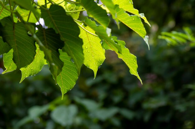 Kalpataru Ficus religiosa bodhi boom groene bladeren geselecteerde focus