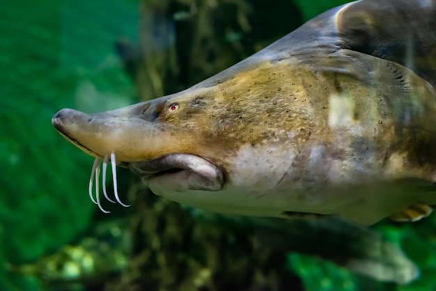 Photo the kaluga huso dauricus also known as the river beluga close up