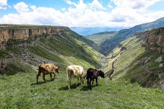 Kalveren op de achtergrond van de Khunzakh-vallei Khunzakh-watervallen Dagestan 2021