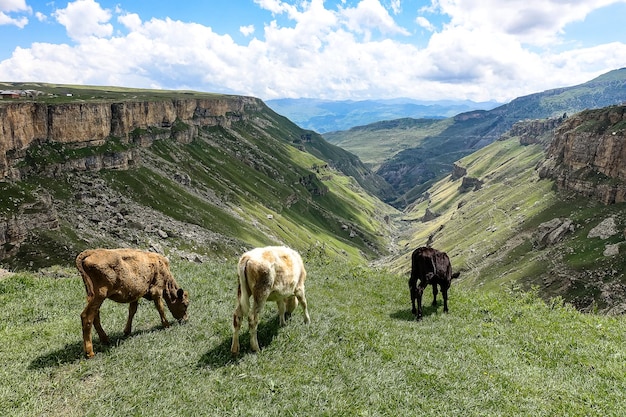 Kalveren op de achtergrond van de Khunzakh-vallei Khunzakh-watervallen Dagestan 2021