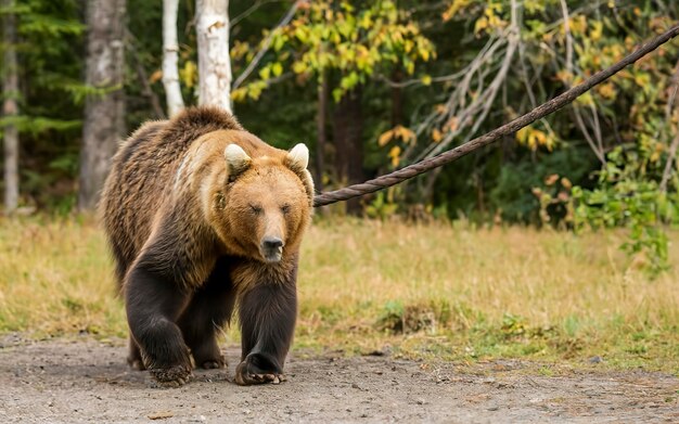 カムチャトカの茶色いクマがチェーンに縛られている