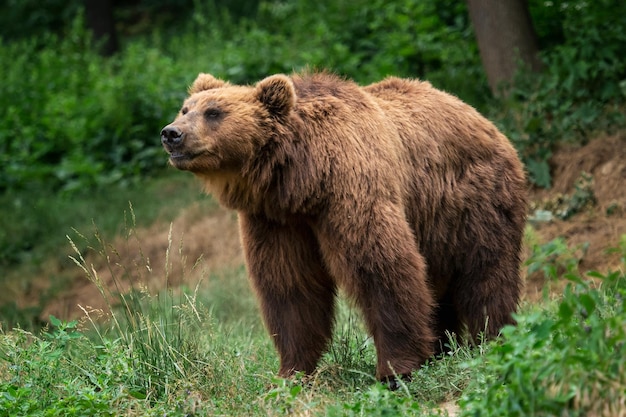 Kamchatka Brown bear Ursus arctos beringianus Brown fur coat danger and aggresive animal