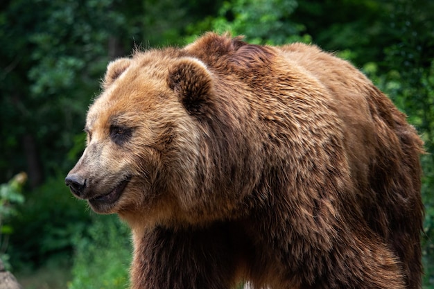 Kamchatka Brown bear Ursus arctos beringianus Brown fur coat danger and aggresive animal