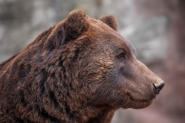 Orso bruno della kamchatka