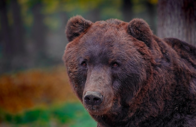 Photo kamchatka brown bear