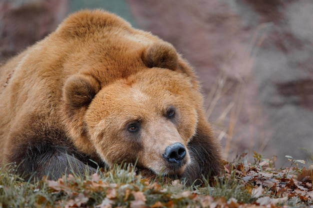 Foto orso bruno della kamchatka