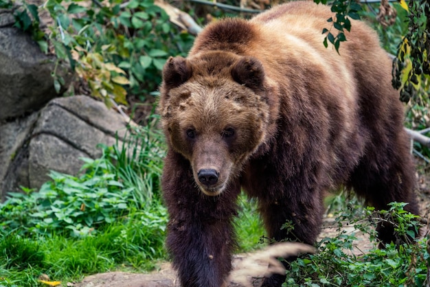 Kamchatka bruine beer in het bos Ursus arctos beringianus