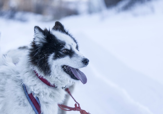 Kamchatka husky-drawn sleigh in