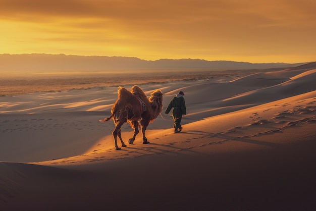 Foto kameel die door de zandduinen gaat bij zonsopgang, de woestijn mongolië van gobi.