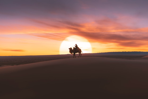 Kameel die door de zandduinen gaat bij zonsopgang, de woestijn Mongolië van Gobi.