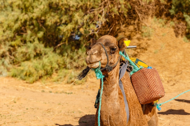 Kameel in de sahara woestijn, marokko