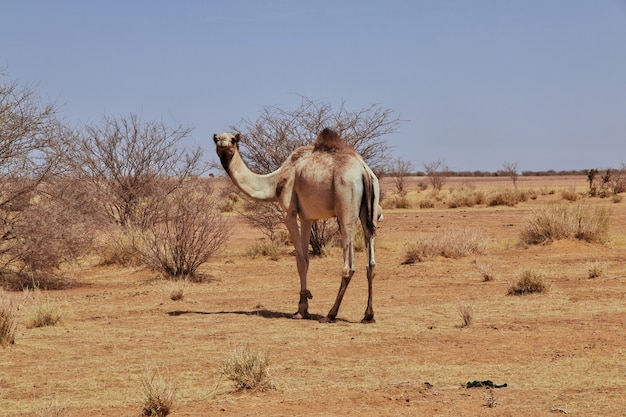 Kameel in de Sahara woestijn van de Soedan