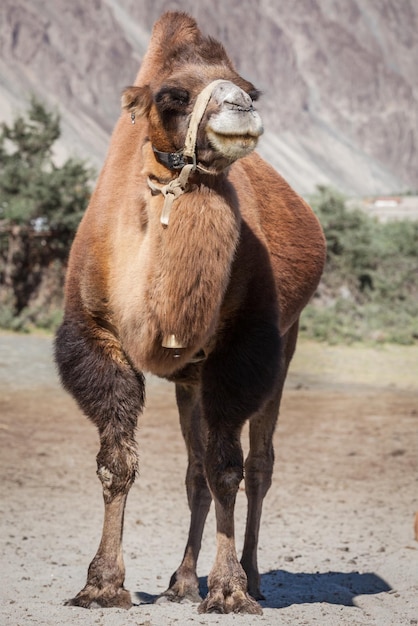 Kameel in Nubra-vallei Ladakh