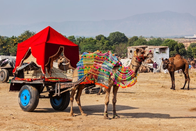 Kameel taxi. Pushkar Mela Pushkar Camel Fair. Pushkar, Rajasthan, India