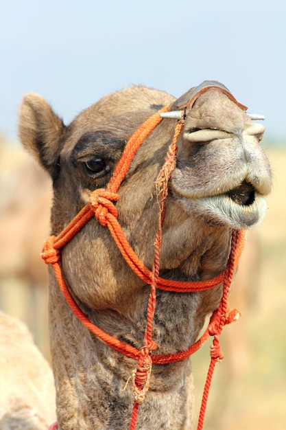 Kameel tijdens festival in Pushkar