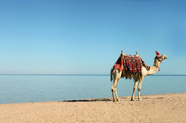 Kameel wandelen langs het strand van egypte in sharm el sheikh