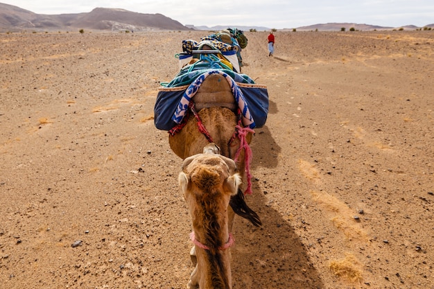 Kameelcaravan in de woestijn van de sahara